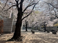 マンションの敷地内の中庭には桜の樹木をあり春にはお花見ができそうな空間に