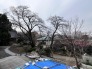 東光院の敷地の桜が春には住まいから見ることができます。