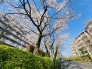目の前は桜が咲いています。 10m