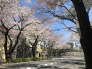 春は桜が咲きます。 50m