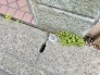 その他現地