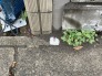 隣地境界杭