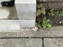足元にさりげなく息づく豊かな自然が穏やかな日常を物語ります