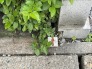みずみずしい緑に彩られたエントランスまわりが日々の暮らしに心地よい潤いをもたらします