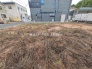 1号地 